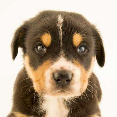 Nice Dogs Profile Picture