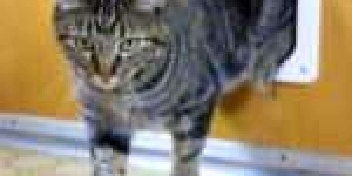 Ten Pinterest Accounts To Follow About Cat Flap Installation Cost