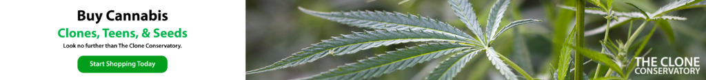 Cannabis Shop near me | Shop Cannabis Accessories Online