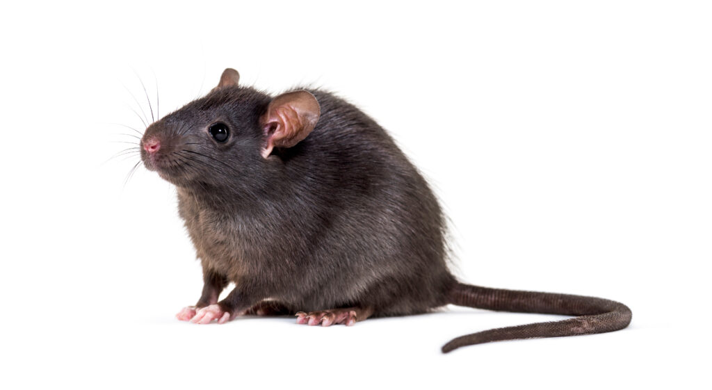 Rats Removal Melbourne, Rodent Control, Mice Pest Control