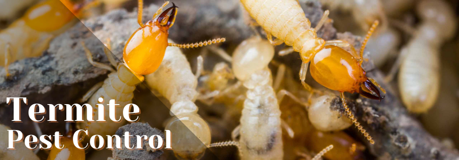 Termite Control Services in Jaipur - Anti-Termite Treatment
