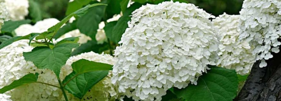 bhlandscapeservice Cover Image