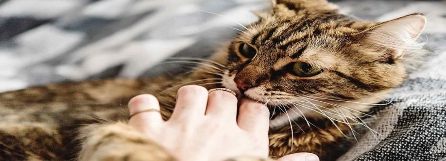 We Love Cats and Kittens Cover Image