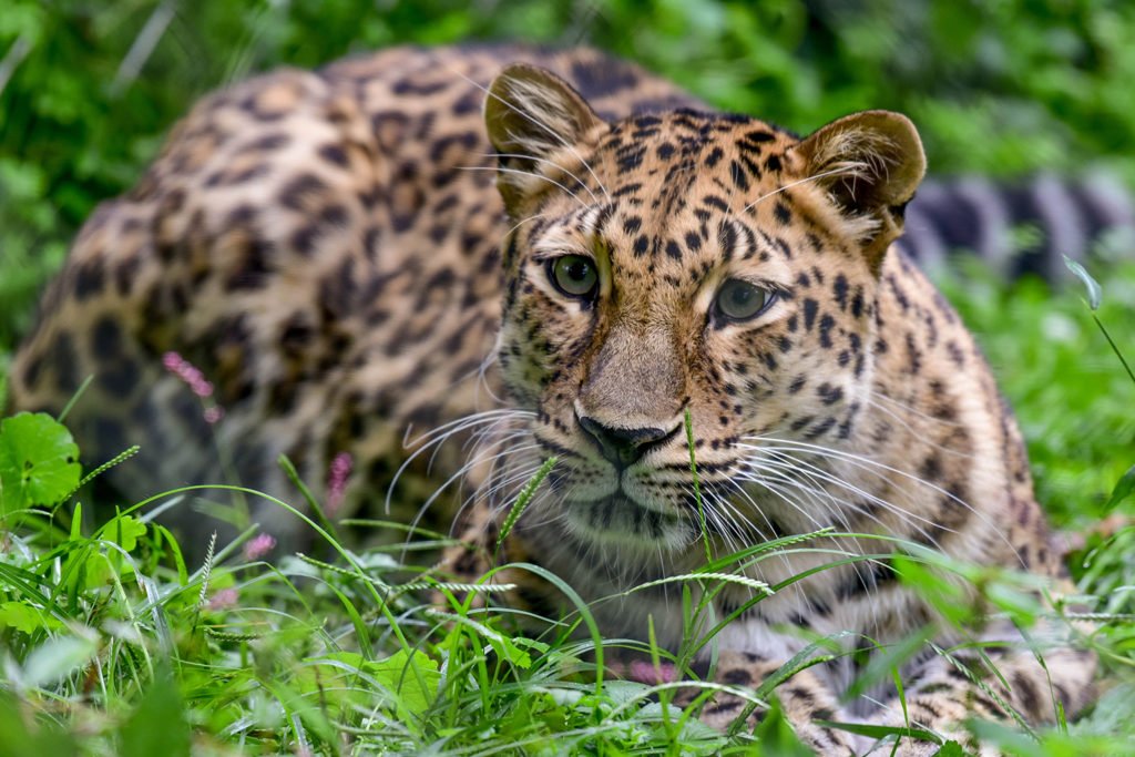 Jhalana Leopard Safari Jaipur, Park Ticket Booking Price