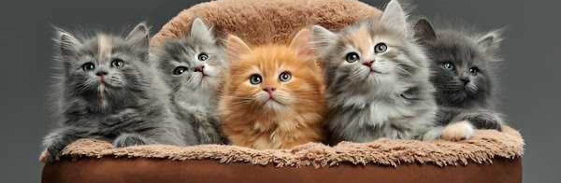 Khan kittens Cover Image