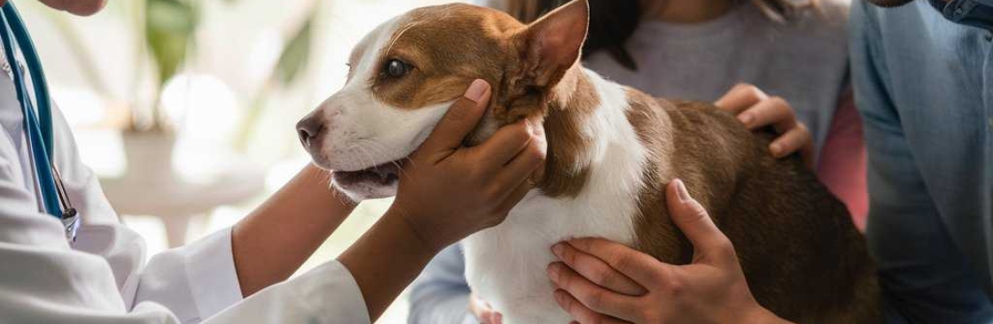Gentle Pet Passages Cover Image