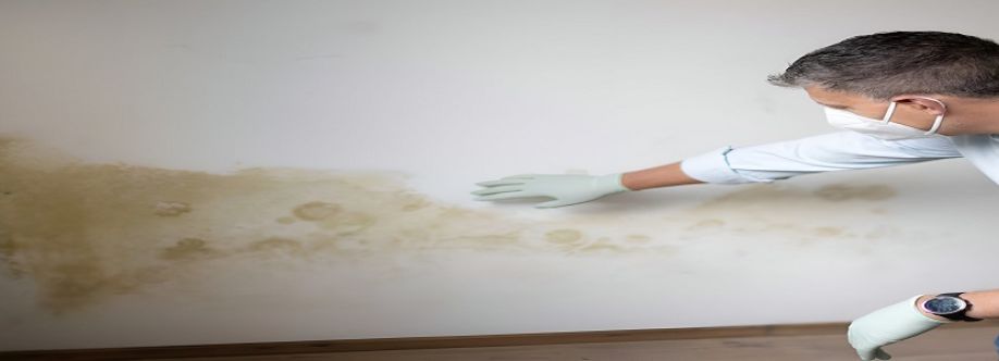 The Mould Assessors Cover Image